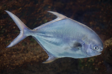 Permit (Trachinotus falcatus).