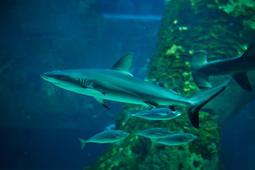 Grey reef shark (Carcharhinus amblyrhynchus).