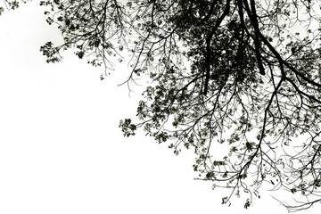 dark tone treetop of tree isolated on white 