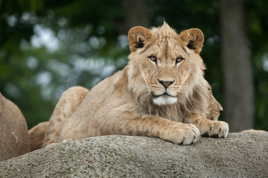 Juvenile male lion (Panthera leo).