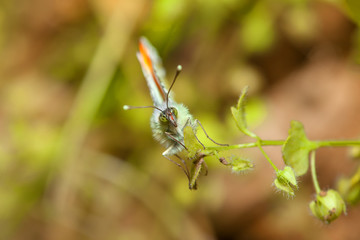 butterfly hanging on plant