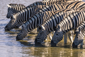 Fototapeta na wymiar Zebras catch an afternoon drink