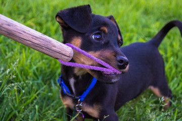 Puppy Tug of War