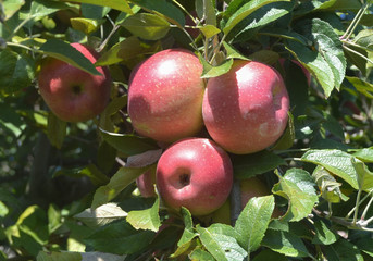 Apples Growing on Tree