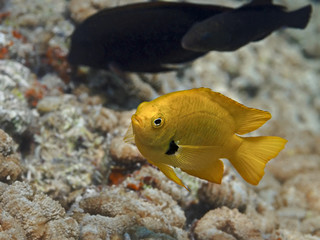 Yellow tropical fish swimming in sea water near coral reef, Sulfur damsel underwater saltwater
