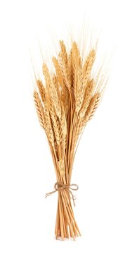 Bundle of wheat isolated on a white background