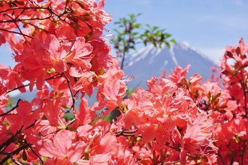 The Mount Fuji in Japan