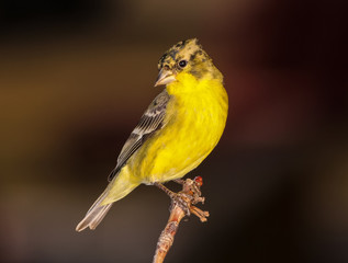 Lesser Goldfinch - female