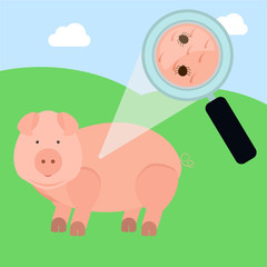 Magnifying glass enlarging pig skin piece with tick. Field on the background.