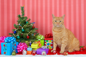 Large orange tabby cat sitting next to small christmas tree with ornaments and presents. Red striped background. Copy space.