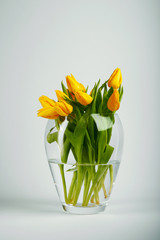 Tulips in Vase