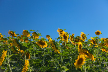 Sunflower field