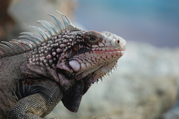 Ice Lizard