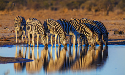 Zebras drink at dawn - obrazy, fototapety, plakaty