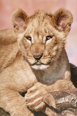 Portrait of Young Lion