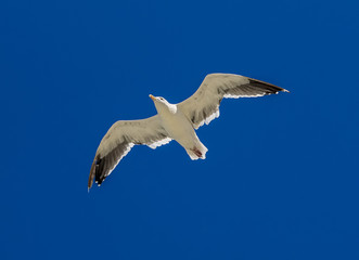 Seagull flying in beautiful blue sky