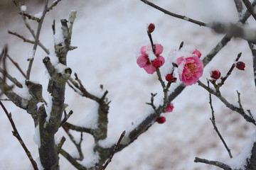 
冬イメージ　紅梅と雪
