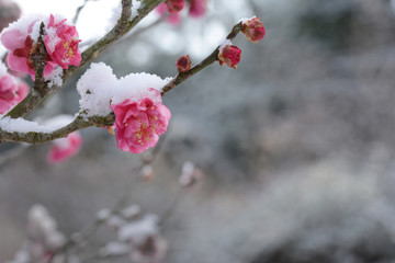 冬イメージ　紅梅と雪
