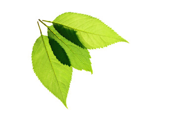 緑色の若葉　白背景