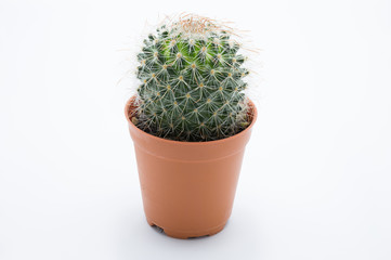 Beautiful cactus in pot isolated