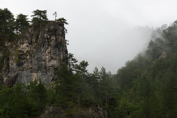 deep forest on mountain