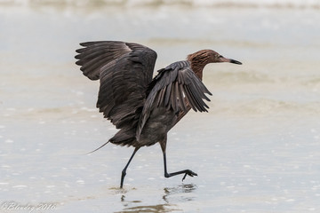 Reddish Egret on the beach