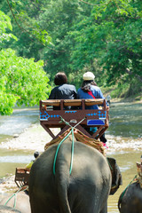 Elephant trekking through jungle