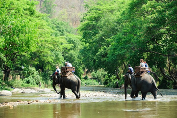 Elephant trekking through jungle