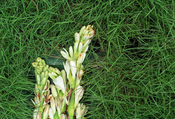 Obraz premium tuberose flower on the green grass