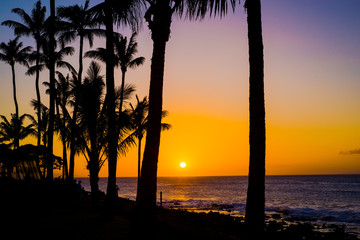 coconut palms, golden maui sunset