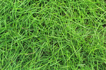 green grass texture