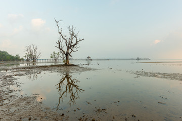 Dead tree still standing on the beach