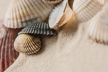 Fototapeta na wymiar old seashells