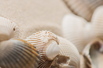 old seashells