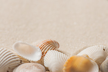 Fototapeta na wymiar old seashells