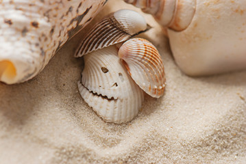 old seashells