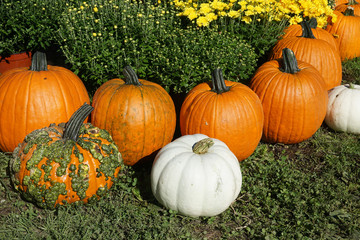 pumpkin on the meadow with chrysanthemum
