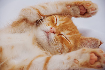 Cute ginger baby cat sleeping