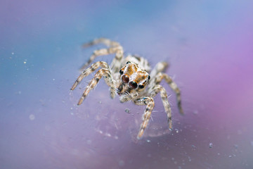 Jumping spider (Plexippus petersi) on a mirror