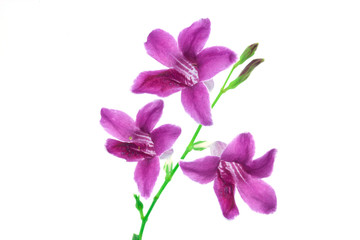 Fototapeta na wymiar Wood violets flowers close up isolate on white background