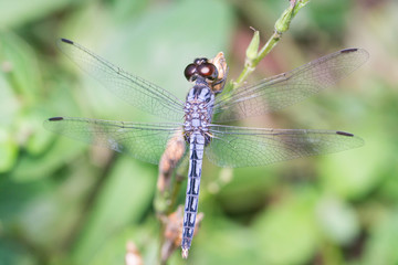 Slaty Skimmer dragonfly (Libellula incesta) resting on a small tree