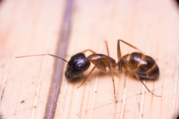 Banded Sugar Ant (Camponotus consobrinus) on the floor