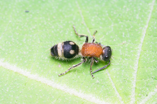 Velvet ant/Cow killer ant (Dasymutilla magnifica) on a leaf