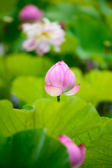 万博記念公園　日本庭園の蓮