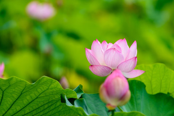 万博記念公園　日本庭園の蓮