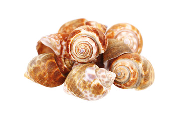 clams isolated on white