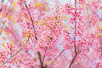 Naklejka na ściany i meble Pink Cherry Blossom - Japan