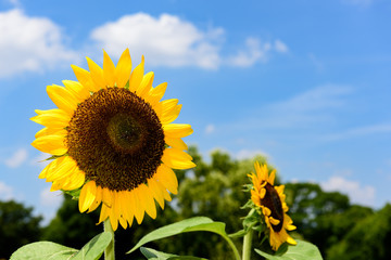 万博公園　ひまわり