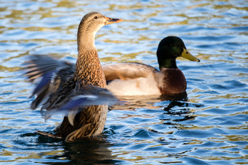 Ducks on the Lake