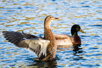 Ducks on the Lake